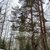 Продам участок 20 соток, ЛПХ, Бор п, 170 км от города