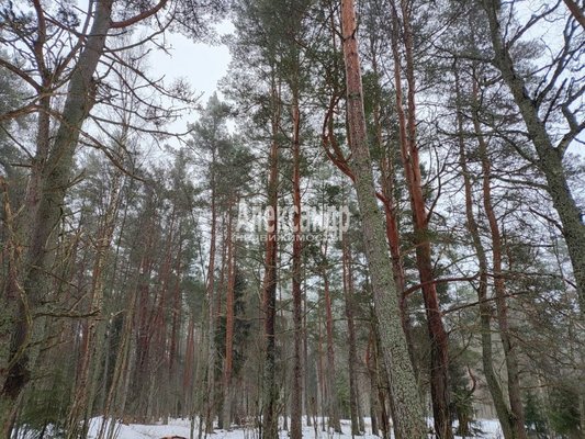 Продам участок 20 соток, ЛПХ, Бор п, 170 км от города