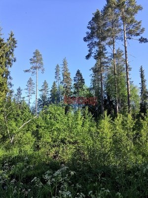 Продам участок 15 соток, ИЖС, Нива с, 53 км от города