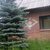 Продам дом, ЛОС тер. СНТ, 421, Массив Мшинская тер, 117 км от города