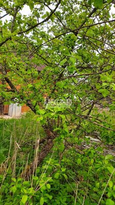 Продам дом, ЛОС тер. СНТ, 421, Массив Мшинская тер, 117 км от города