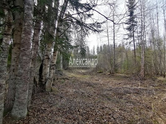 Продам участок 14,5 соток, ЛПХ, Бурнево п, 140 км от города