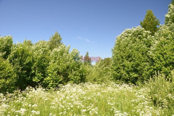 Продам участок 50 соток, ЛПХ, д. 1, Хабалинка д, 156 км от города