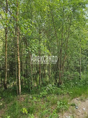Продам участок 10 соток, ИЖС, Аркадия Маркова ул, Лахденпохья г, 200 км от города