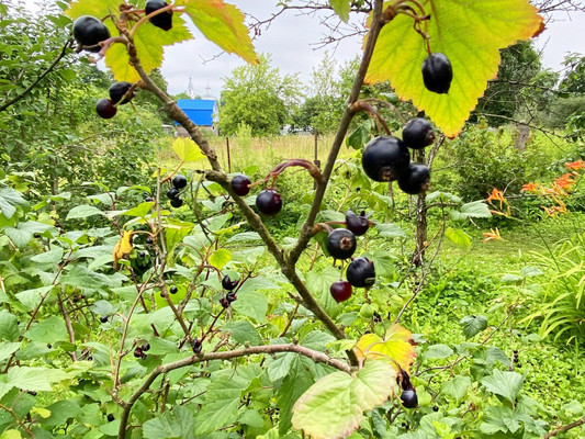 Продам дом, Плеханово мкр, 60а, Волхов г, 0 км от города