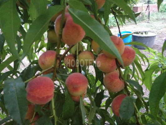 Продам дом, Изумрудный (Сахарный завод мкр.) пер, 3, Тимашевск г, 0 км от города