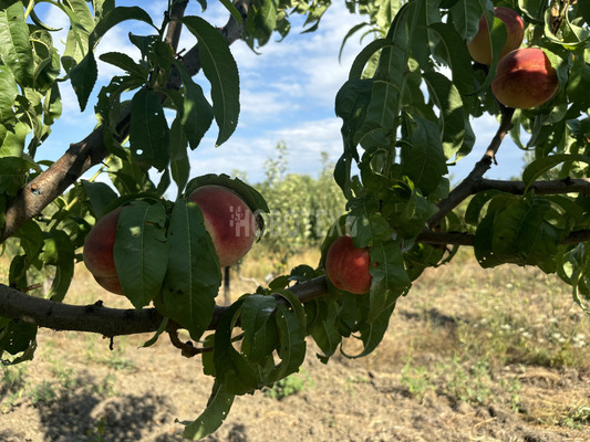 Продам участок 10 соток, ИЖС, Экономическое с, 0 км от города