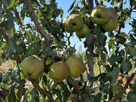 Продам участок 10 соток, ИЖС, Экономическое с, 0 км от города