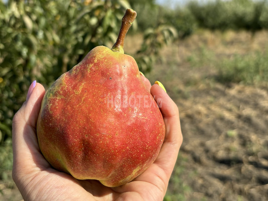 Продам участок 10 соток, ИЖС, Экономическое с, 0 км от города