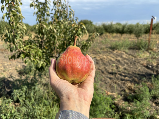 Продам участок 10 соток, ИЖС, Экономическое с, 0 км от города