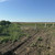 Продам участок 10 соток, ИЖС, Экономическое с, 0 км от города