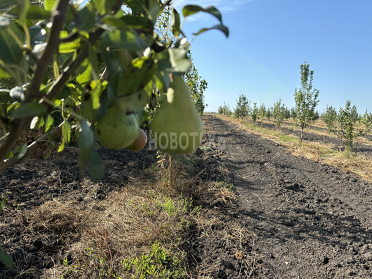 Продам участок 10 соток, ИЖС, Экономическое с, 0 км от города