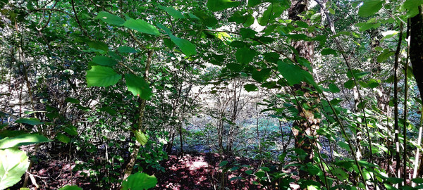 Продам землю для коммерческого использования 33 соток, Фермерское хоз., Нижегородская ст-ца