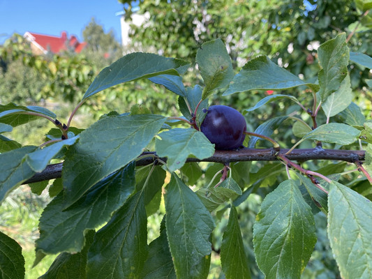 Продам дом, Пасечная ул, 11, Порошкино д, 0 км от города