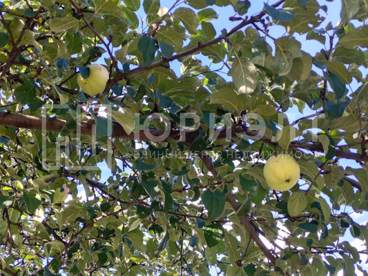 Продам участок 8,62 соток, Фермерское хоз., СНТ Цементник тер, 0 км от города