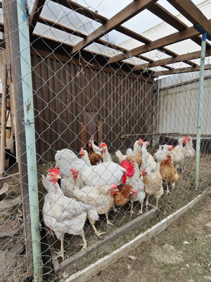 Продам дом, Дачная ул, 37, Коммунар г, 0 км от города