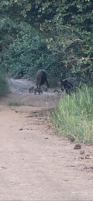 Продам участок 2,3 соток, Фермерское хоз., Синапное с, 0 км от города