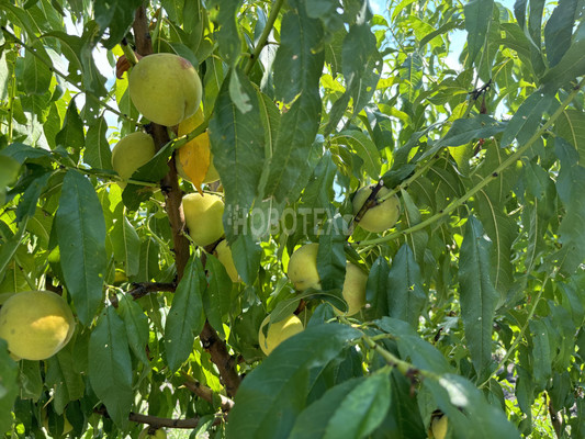 Продам участок 10 соток, ИЖС, Экономическое с, 0 км от города