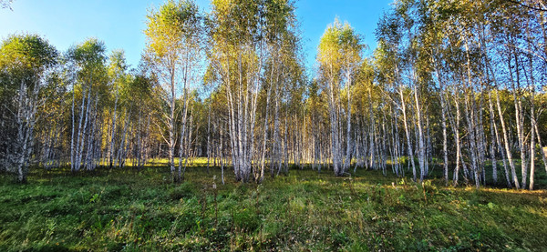 Продам участок 15 соток, жилая застройка СИЖ тер, Осиновка д, 0 км от города