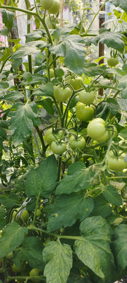 Продам участок 7,9 соток, Фермерское хоз., МЮД ул, Брянск г, 0 км от города