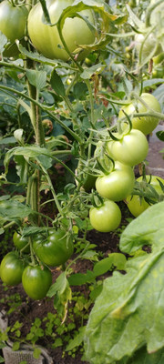 Продам участок 7,9 соток, Фермерское хоз., МЮД ул, Брянск г, 0 км от города