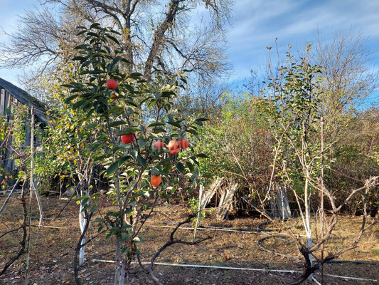Продам дом, Центральная ул, 28, Широкая Балка п, 0 км от города