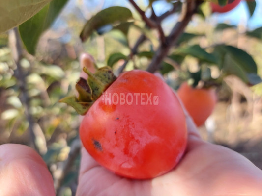 Продам дом, Центральная ул, 28, Широкая Балка п, 0 км от города