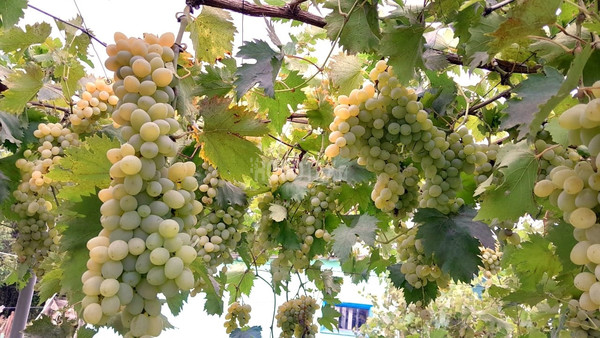 Продам дом, Пионерская ул, 7, Молдаванское с, 0 км от города
