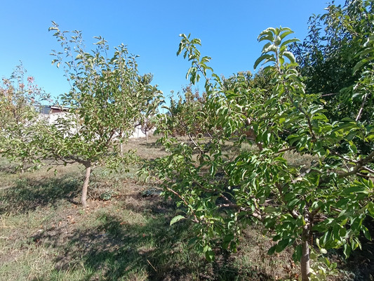 Продам дом, Липовая ул, 22, Приятное свидание с, 0 км от города