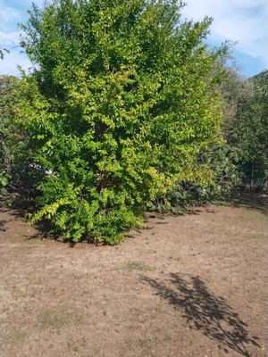 Продам участок 6,46 соток, Фермерское хоз., садоводческое товарищество Солнечное тер, Шепси с, 0 км от города