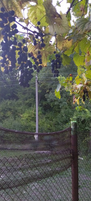 Продам участок 6,46 соток, Фермерское хоз., садоводческое товарищество Солнечное тер, Шепси с, 0 км от города