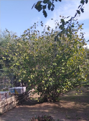 Продам участок 6,46 соток, Фермерское хоз., садоводческое товарищество Солнечное тер, Шепси с, 0 км от города