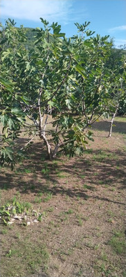 Продам участок 6,46 соток, Фермерское хоз., садоводческое товарищество Солнечное тер, Шепси с, 0 км от города