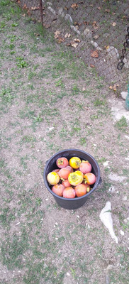 Продам участок 6,46 соток, Фермерское хоз., садоводческое товарищество Солнечное тер, Шепси с, 0 км от города