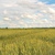 Продам участок 64 454 соток, Фермерское хоз., Каминское с, 38 км от города