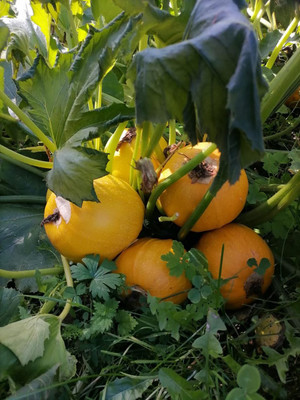 Продам дачу, Новая ул, 2, Бурдаковка д, 0 км от города
