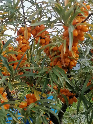 Продам дачу, Новая ул, 2, Бурдаковка д, 0 км от города