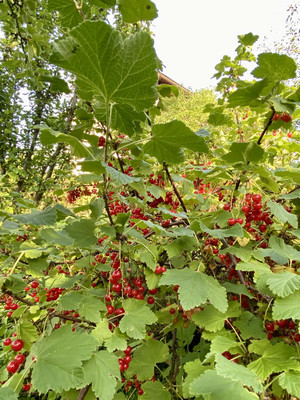 Продам дачу, Толмачево д, 0 км от города