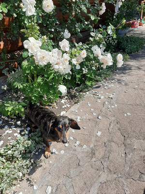 Продам коттедж, Чашковский пер, 15, Миасс г, 0 км от города