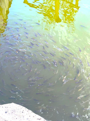 Продам дом, Таганрогская ул, 15, Калининград г, 0 км от города