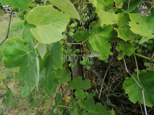 Продам дом, Казачья ул, 43, Азовская ст-ца, 0 км от города