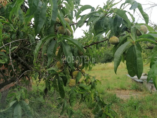 Продам дом, Казачья ул, 43, Азовская ст-ца, 0 км от города