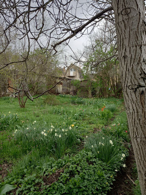 Продам дачу, 31-я Улица коллективных садов ул, 20, Симферополь г, 0 км от города