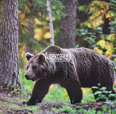 Продам участок 12 соток, СНТ, Солнечная (Урочище Сибиряк тер. СНТ) ул, 4, Плоское д, 366 км от города