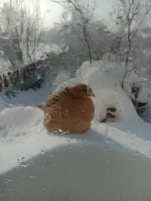 Продам дом, Ковшевая ул, 10, Комсомольск-на-Амуре г, 0 км от города