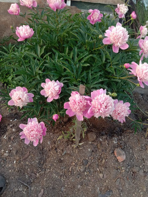 Продам дом, Ковшевая ул, 10, Комсомольск-на-Амуре г, 0 км от города