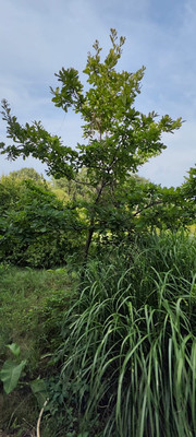 Продам дом, 50 лет Октября ул, 2, Ставропольская ст-ца, 0 км от города