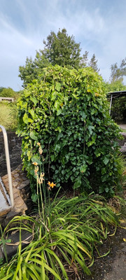 Продам дом, 50 лет Октября ул, 2, Ставропольская ст-ца, 0 км от города