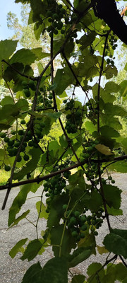 Продам дом, 50 лет Октября ул, 2, Ставропольская ст-ца, 0 км от города