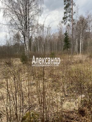 Продам участок 25 соток, ИЖС, Красное п, 100 км от города